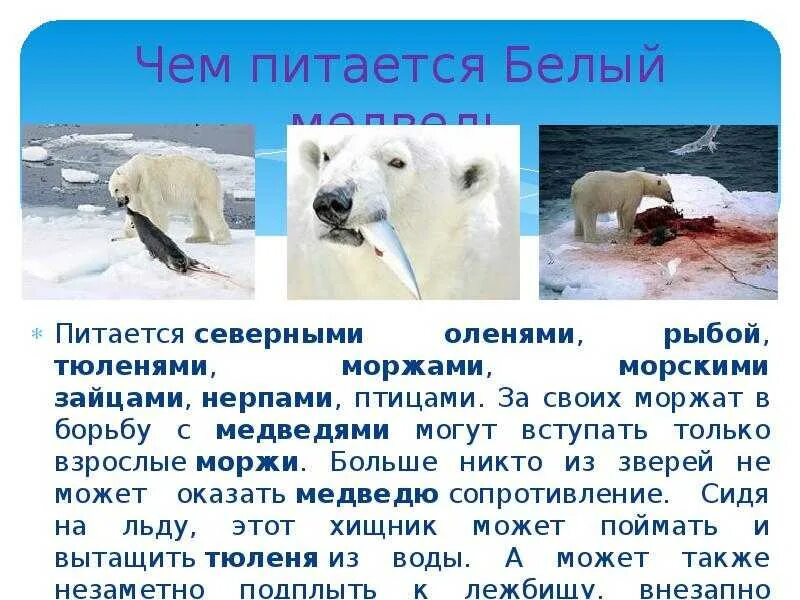 Текст белый медведь 4 класс. Сообщение о белом медведе. Рассказ о белом медведе. Доклад про белого медведя. Презентация на тему белый медведь.
