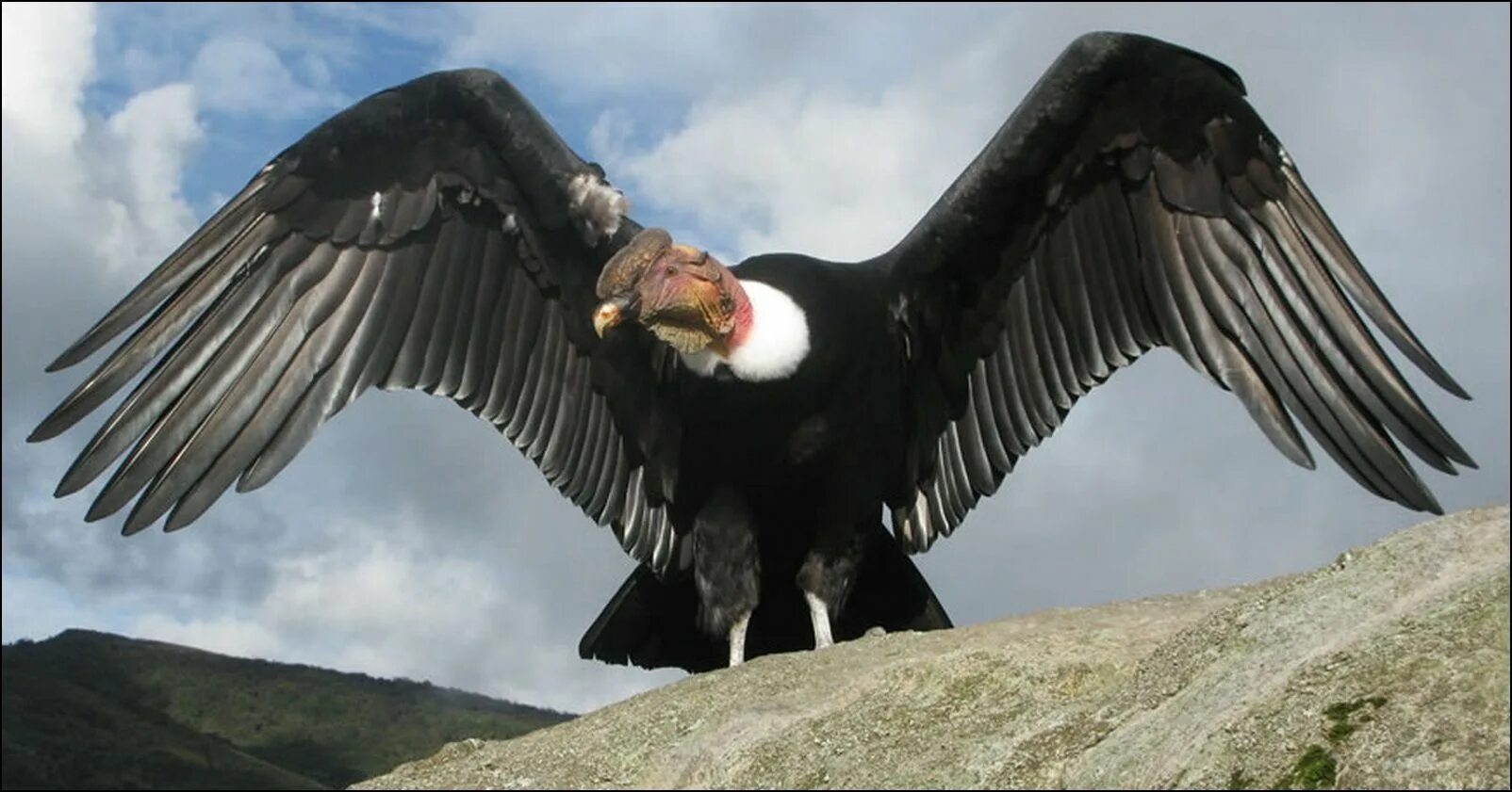 Самая большая птица на земле