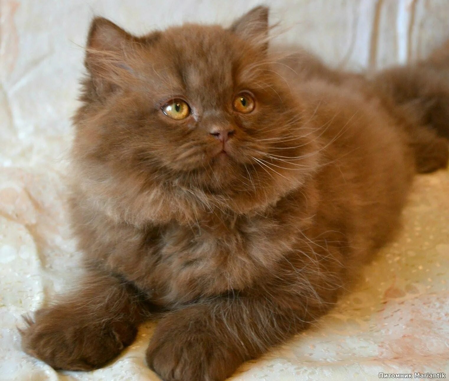 Йоркская шоколадная кошка котенок. Британский полуперс. Йоркская шоколадная котята. Британский кот шоколадный. От персидской кошки с шоколадной окраской