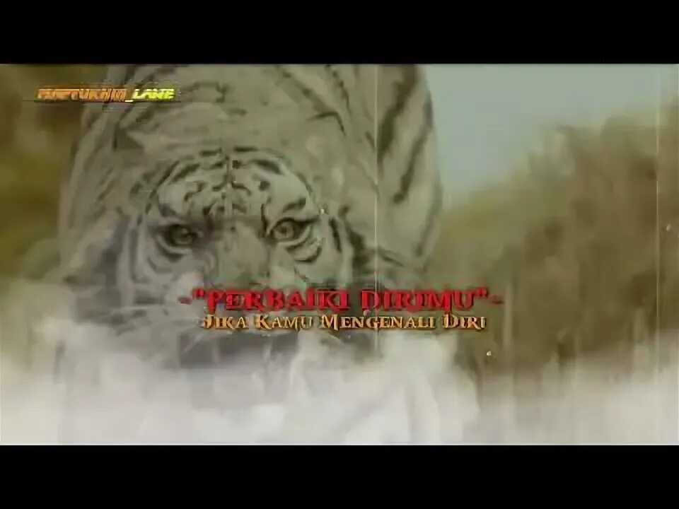 Macan stories. Macan stories
