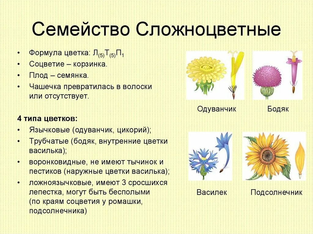 Семейство сложноцветные виды