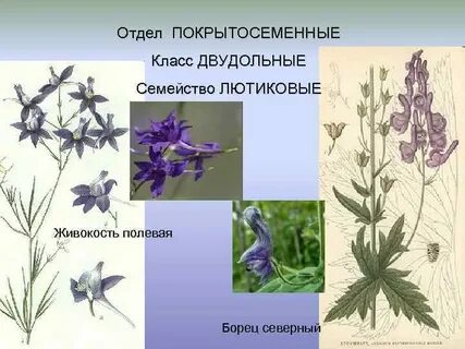 Семейство е