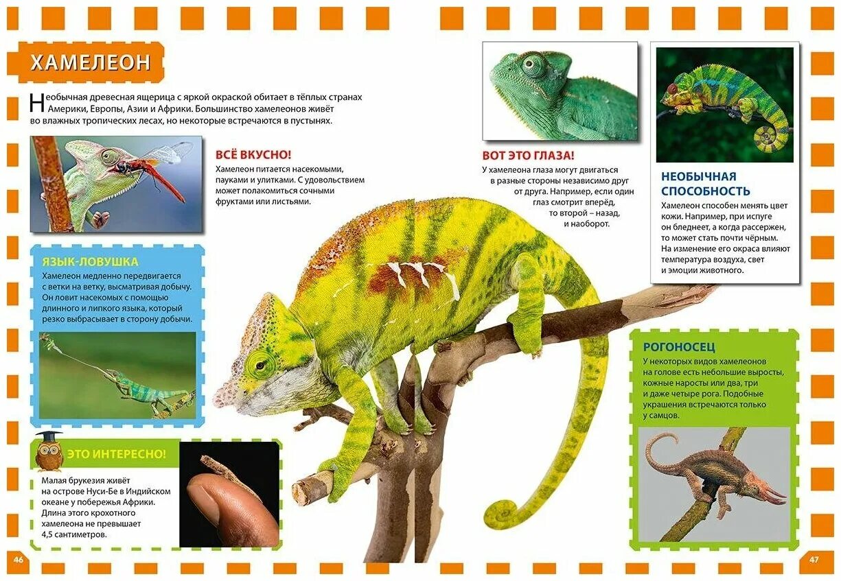 Хамелеон 2 читать книгу. Хамелеон описание. Хамелеон энциклопедия для детей. Хамелеон информация для детей. Информация об Хамилионе.