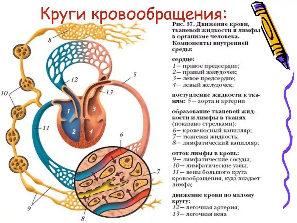 Движение лимфы 8 класс. Циркуляция крови тканевой жидкости и лимфы. рис 50 циркуляция крови тканевой жидкости и лимфы. рисунок циркуляция крови тканевой жидкости и лимфы. кровообращение и лимфообращение.
