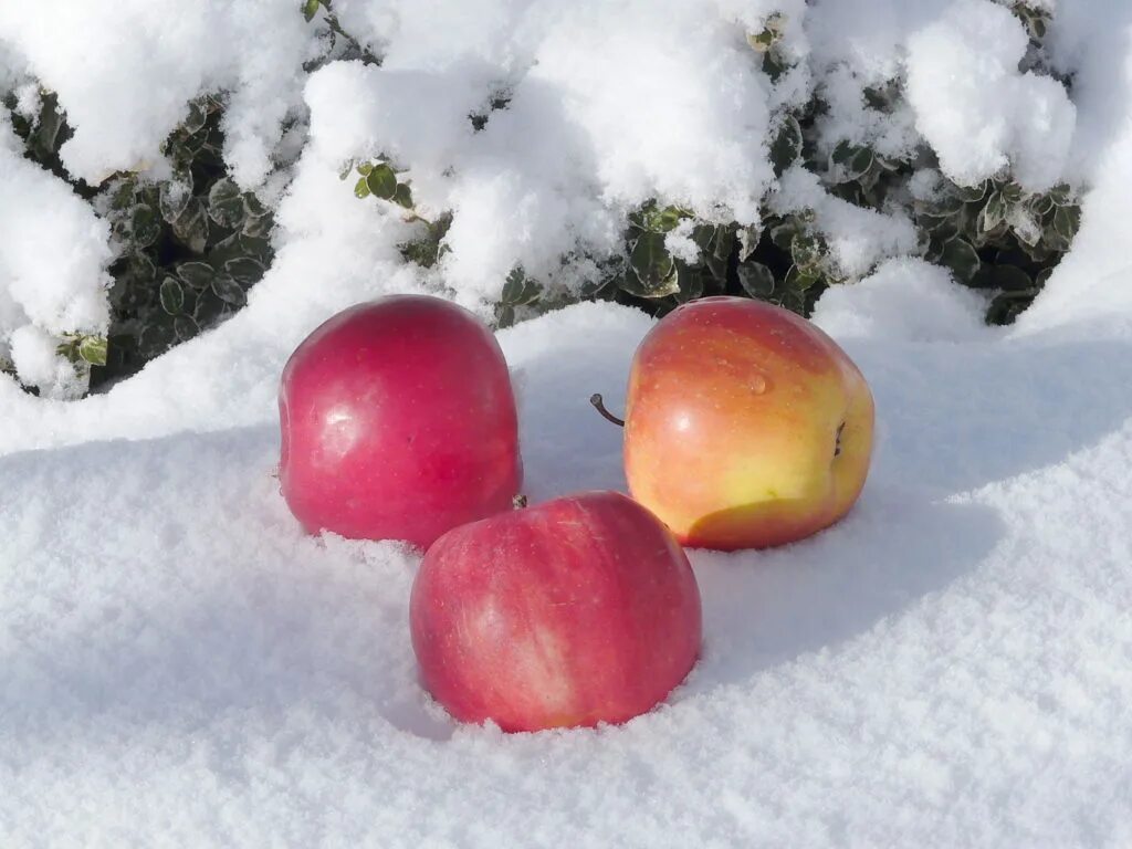 Яблоки на снегу текст. Фрукты в снегу. Михаил муромов яблоки на снегу. Яблоки на снегу. Яблоки на снегу со словами.