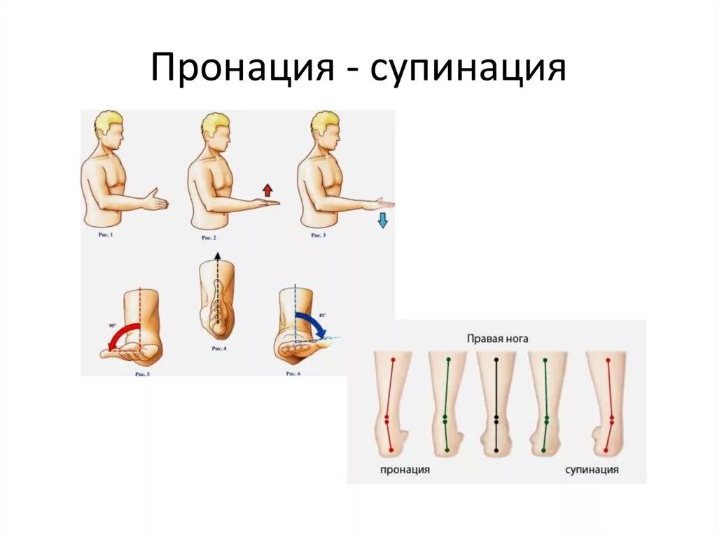 Пронация и супинация предплечья. Пронация и супинация кисти. Ротация супинация пронация. Движение в локтевом суставе супинация и пронация. Пронация и супинация кисти мышцы.