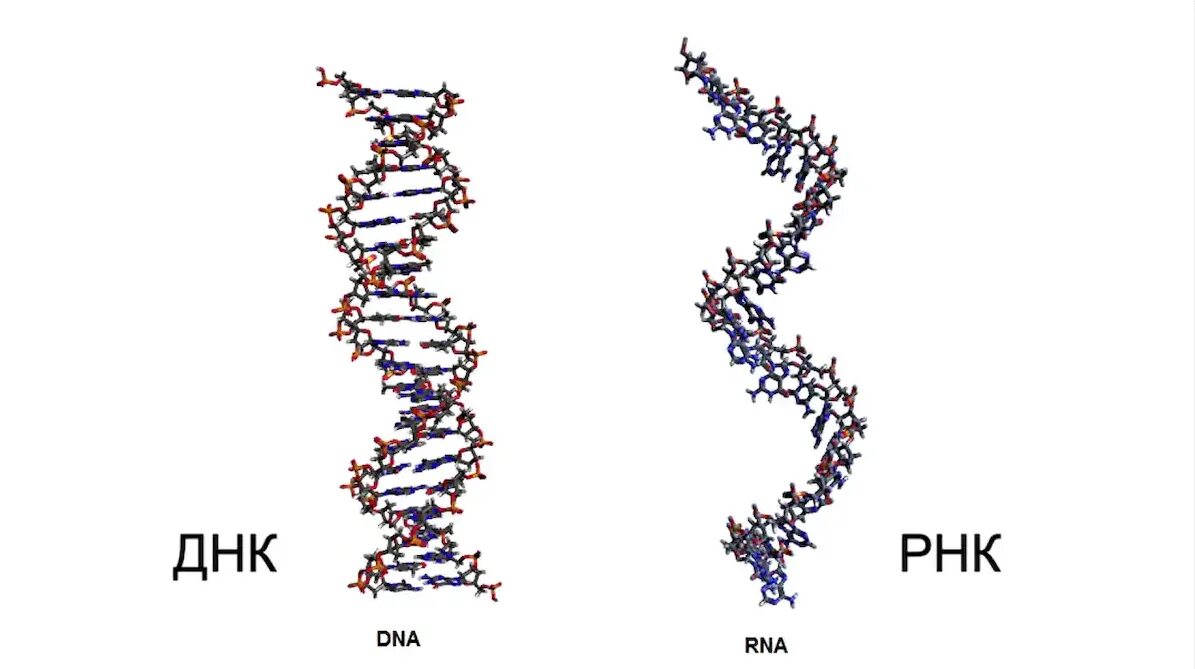 Молекула ДНК И РНК. Как выглядит молекула РНК. Как выглядит ДНК И РНК. Строение молекулы ДНК И РНК рисунок.