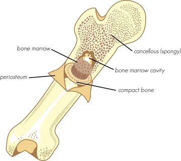 Ground bone