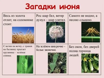 Рос шар бел дунул загадка