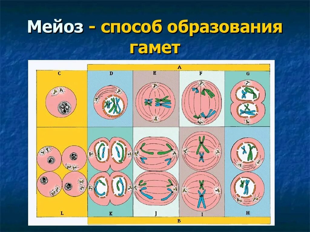 Самостоятельная мейоз. Схема мейоза 1 деление. Мейоз редукционное деление клетки. Редукционное деление клетки схема. Деление клетки мейоз рисунок.