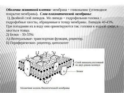 Функции животной клеточной оболочки