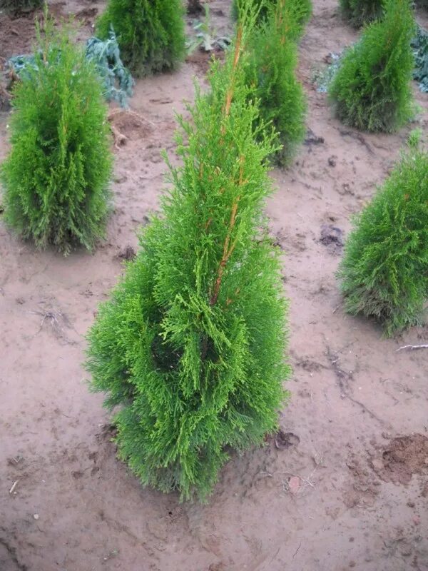 туя смарагд аллея. туя западная брабант-160-180. как ускорить рост туи. туя западная брабант ярусами. как ускорить рост туи.