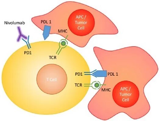 Pd 1. Pd 1. Блокатор pd1. Pd 1. Рецепторы pd1 и pd-l1.