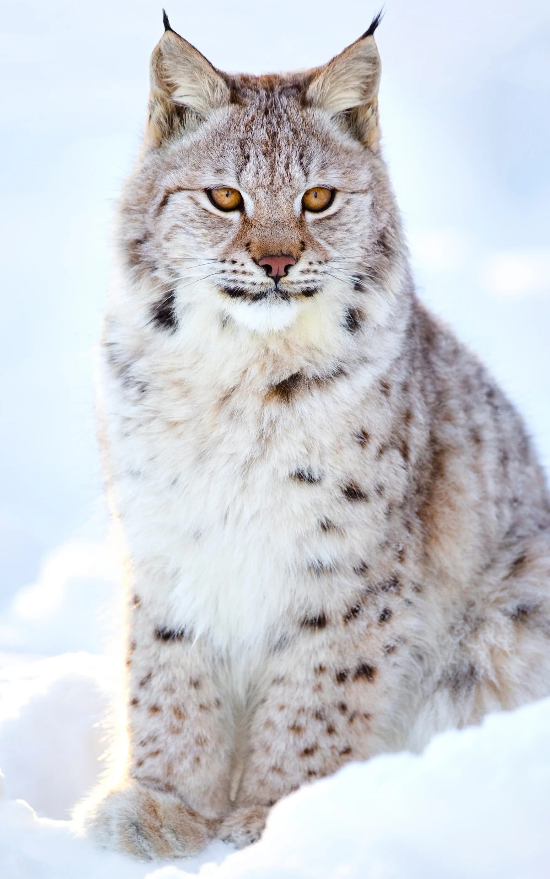 Канадская Рысь Бобкэт. Рысь - Lynx Lynx (Linnaeus, 1758). Рысь Сибирская Евроазиатская. Гималайская Рысь. Света рысь