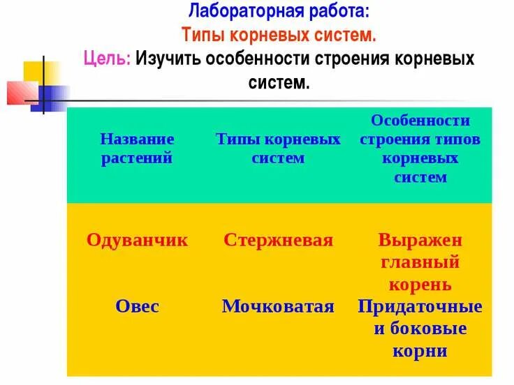 Главный корень хорошо заметен в корневой системе - Вопросы и ответы