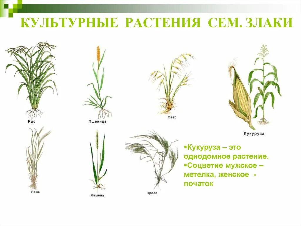 Злаки виды названия. Культурные растения семейства злаки. Дикорастущие Мятликовые злаки. Соцветия злаковых трав. Семейство злаковые Дикие травы.