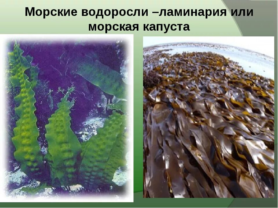 Почему водоросли назвали водорослями. Бурые водоросли ламинария. Водоросль морская капуста ламинария. Ламинария японская Сахалинская. Морская капуста ламинария в море.