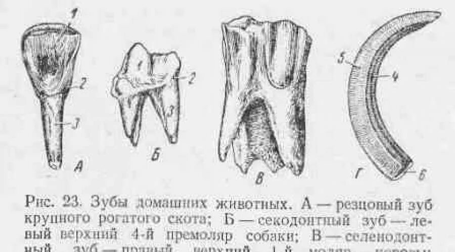 Какую функцию выполняют коренные зубы млекопитающих. Резцы клыки премоляры и моляры у животных. строение короткокоронкового зуба. строение зуба крс. короткокоронковые зубы животных строение.