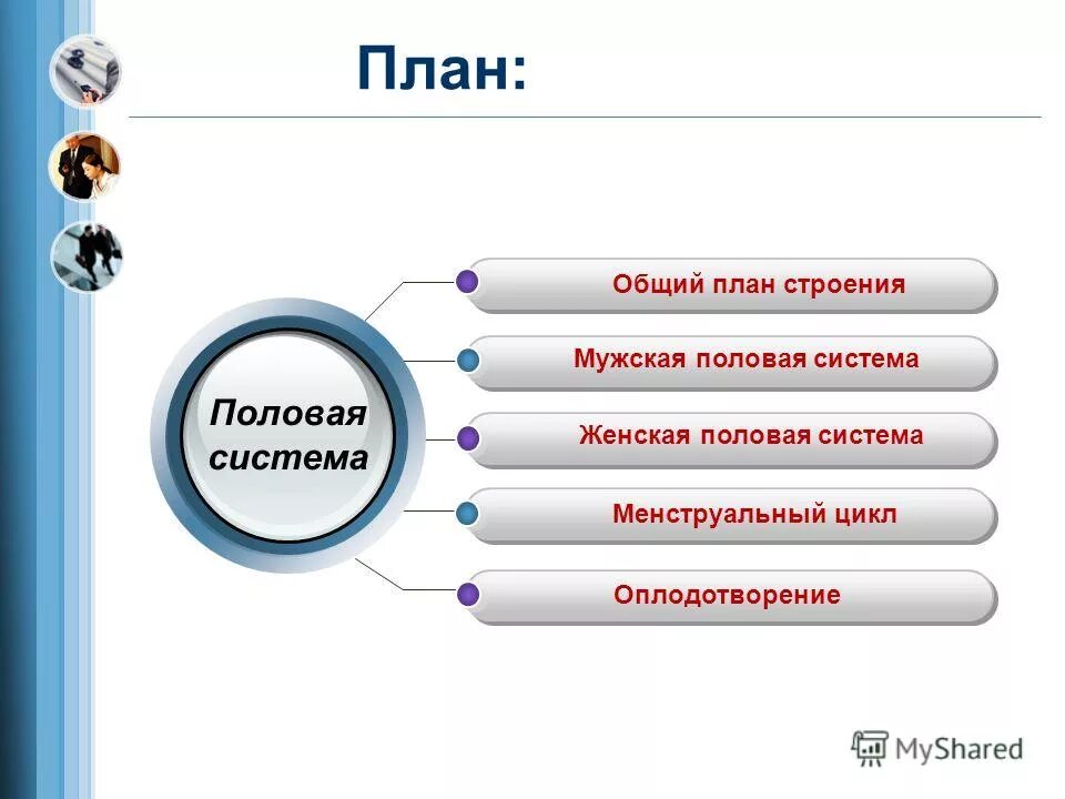 Половая система человека 9 класс