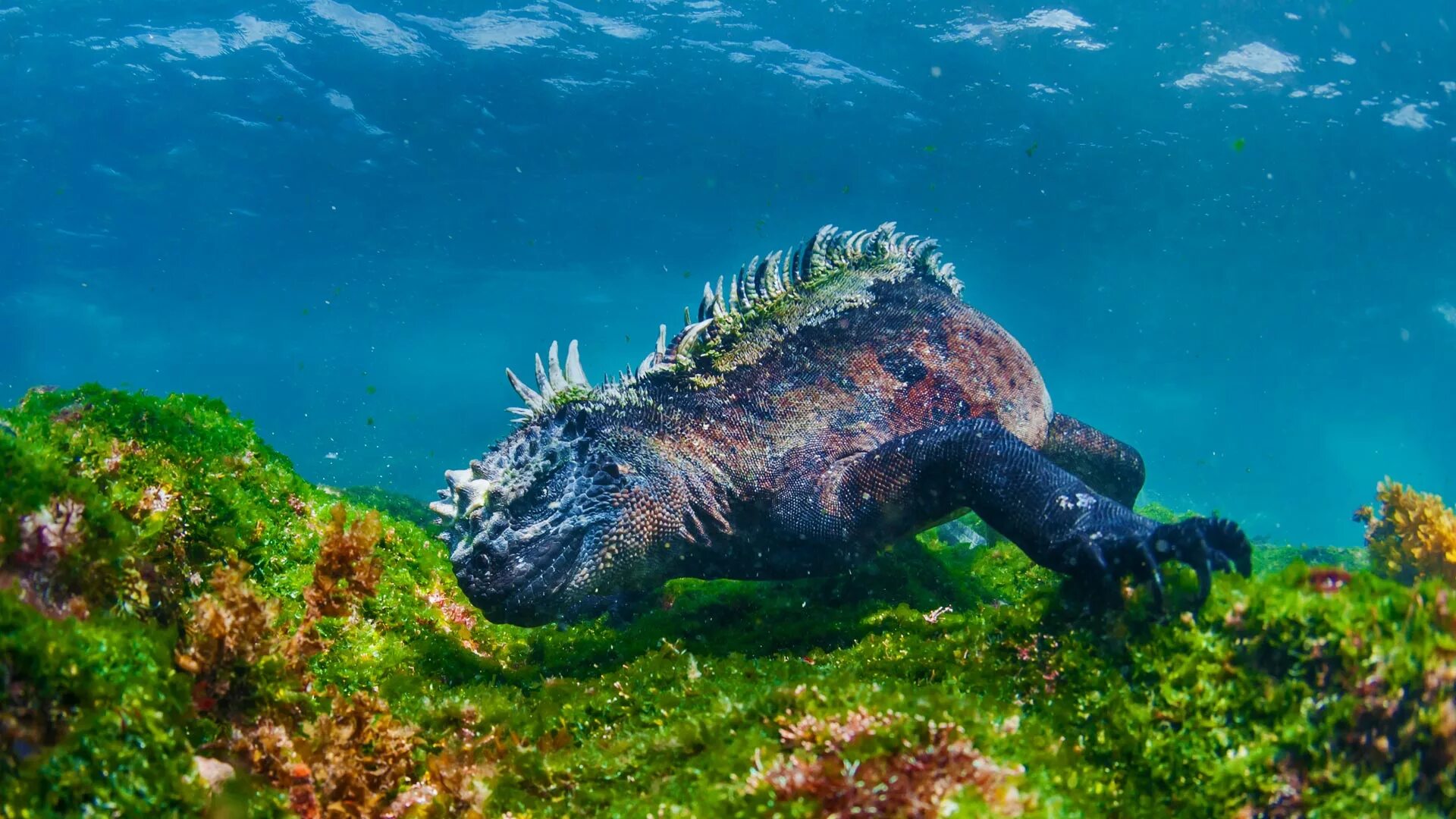 Морская ящерица. Галапагосские острова игуаны. Эквадор морская игуана. Морские игуаны живущие на Галапагосских островах. Галапагосские острова ящерицы.