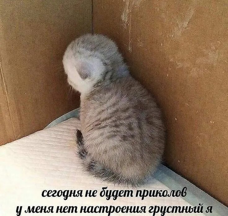 Сидит дуется