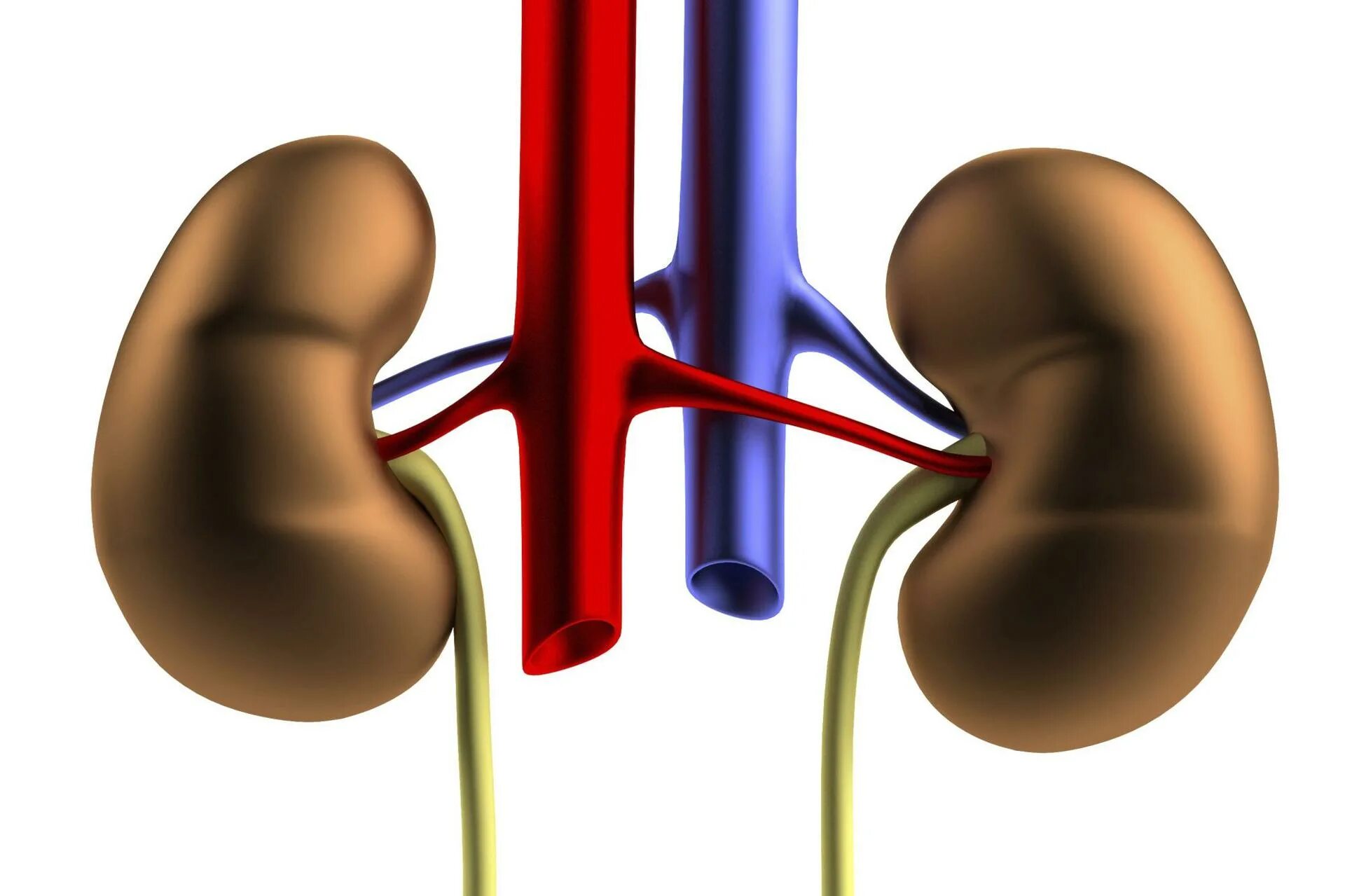 Макет почки. Почка 3d модель. Д3 почки. Почка 3d модель. Почки stl.