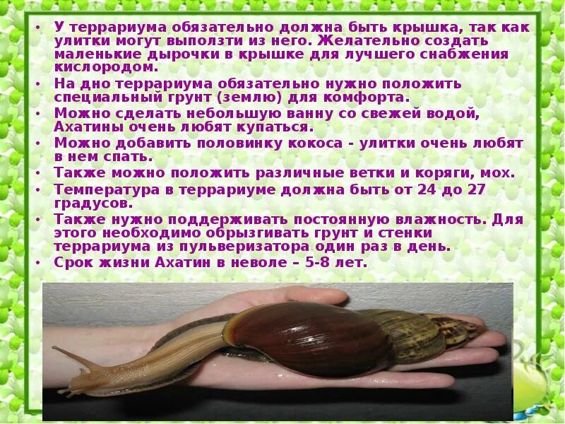 Улитки польза для человека. Сообщение про улиток ахатин. Улитка ахатина глутиноза. Улитки ахатины. Исследовательская работа про улиток.
