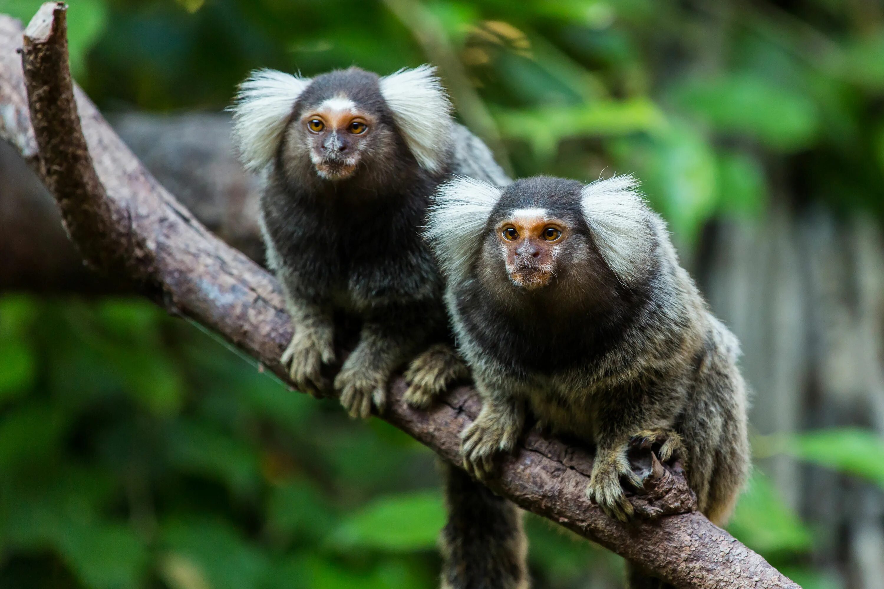 Tente resistir à fofura destes animais selvagens