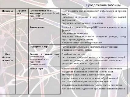 Местоположение больших полушарий переднего мозга таблица