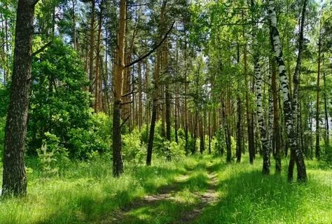 Иваново лес