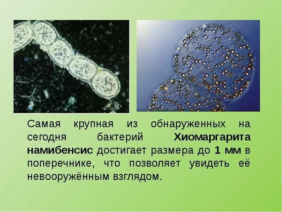 Интересные факты о бактериях. Интересные факты о микроорганизмах. Интересные факты о микробах. Самые интересные о бактериях. Самое крупное простейшее