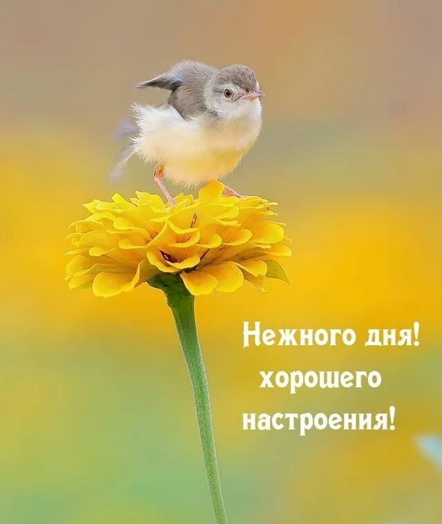 Доброго дня прикольные. Доброго светлого денька. Доброго светлого денька. Доброго светлого денька. Отличного денечка и прекрасного настроения.