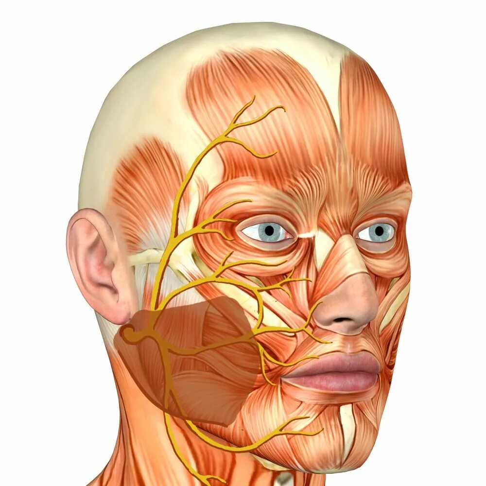 Неврит лицевого нерва. Тройничный нерв анатомия. Неврит лицевого нерва анатомия. Лицевой и тройничный нерв анатомия.