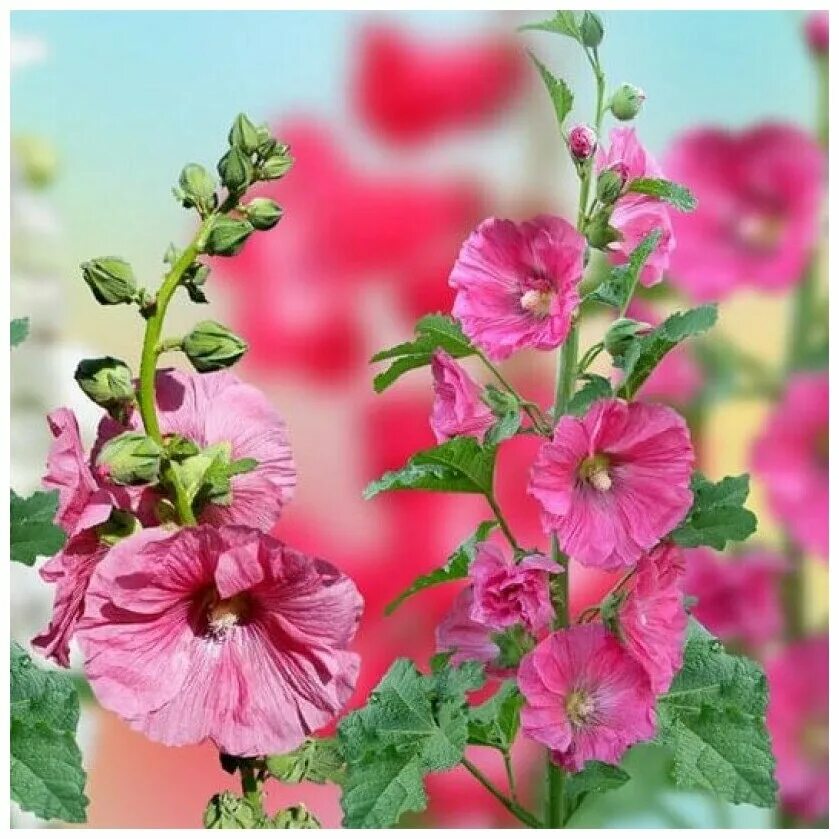 Семена мальва багамы смесь. Гавриш мальва многолетняя. Мальва семена. Мальва фото семян. Семена мальва скарлет 0,1г.