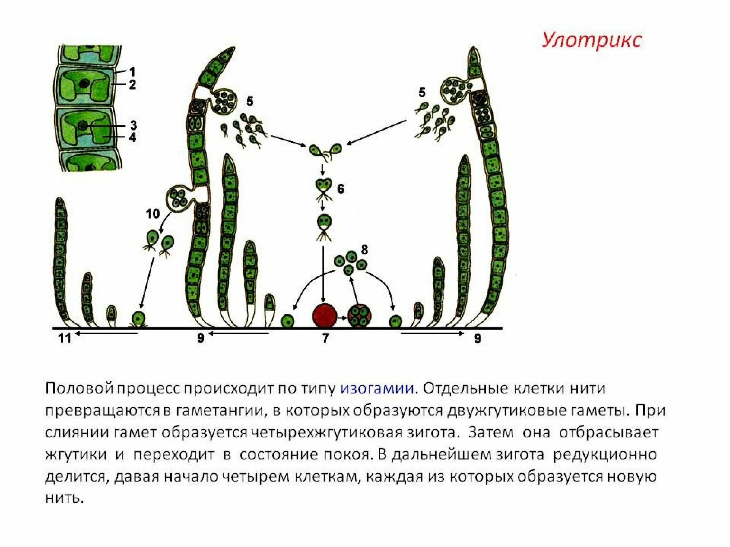 Размножение водоросли улотрикса. Зеленые водоросли улотрикс. Улотрикс цикл размножения. Улотрикс половой процесс.