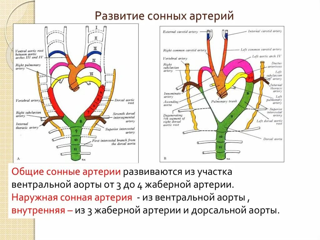 Общая, наружная и Сонная артерии внутренняя Сонная. Левая внутренняя Сонная артерия кровоснабжает. Развитие наружной сонной артерии. Развитие внутренней сонной артерии.