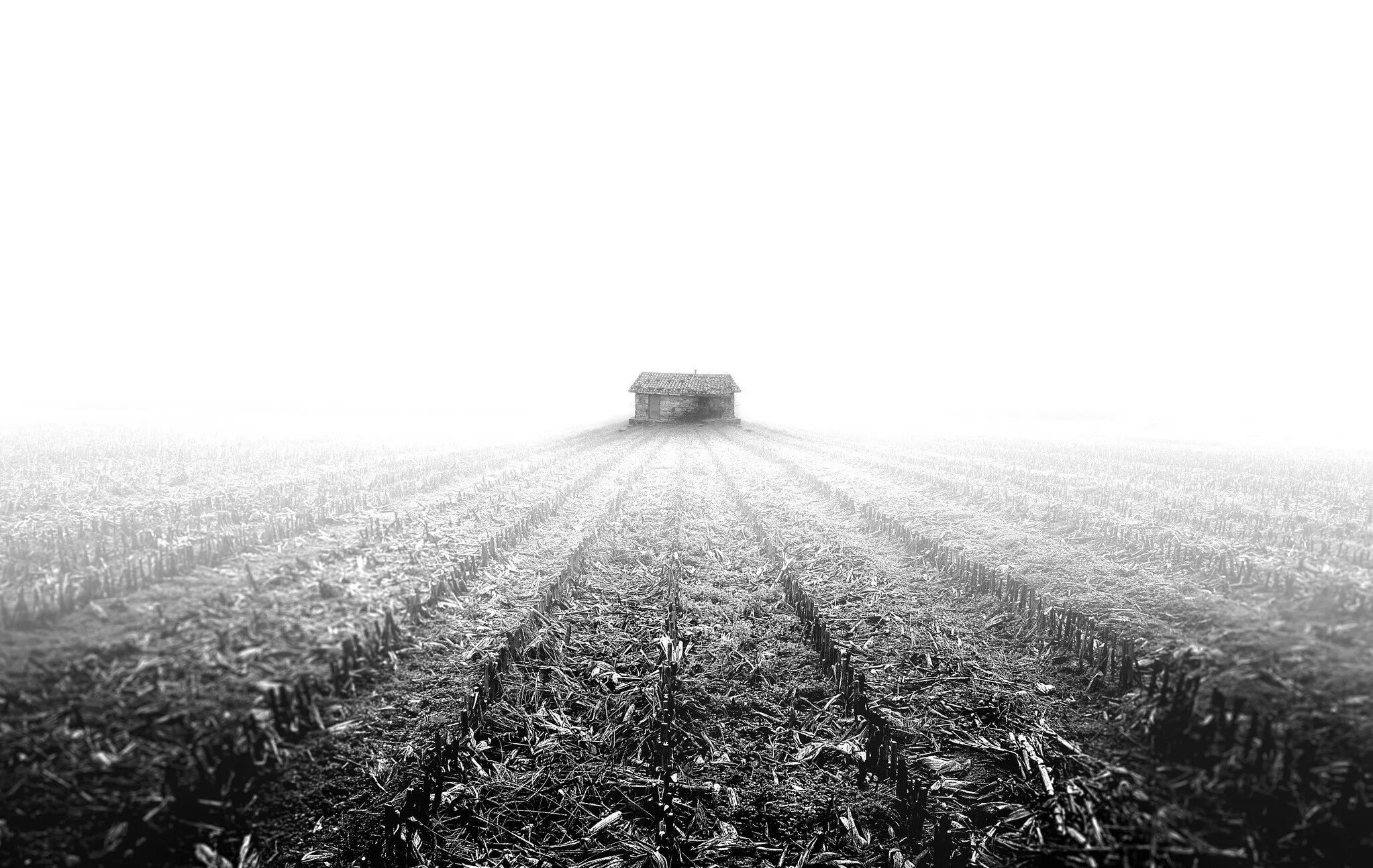 Black fields