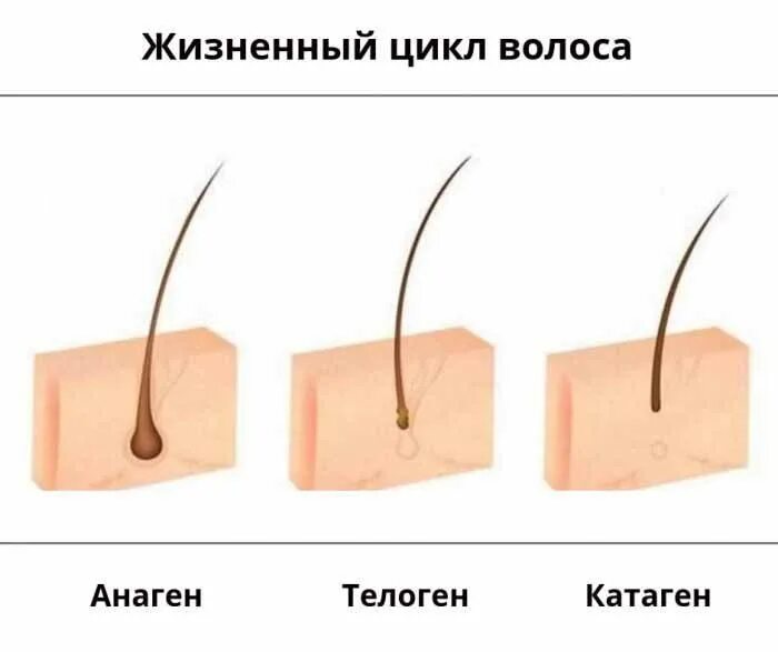 Волосяная луковица в коже. Кожа головы под трихоскоаом. Фолликул волоса. Строение волоса стержень волоса волосяная луковица. Типы волос длинные щетинистые пушковые.