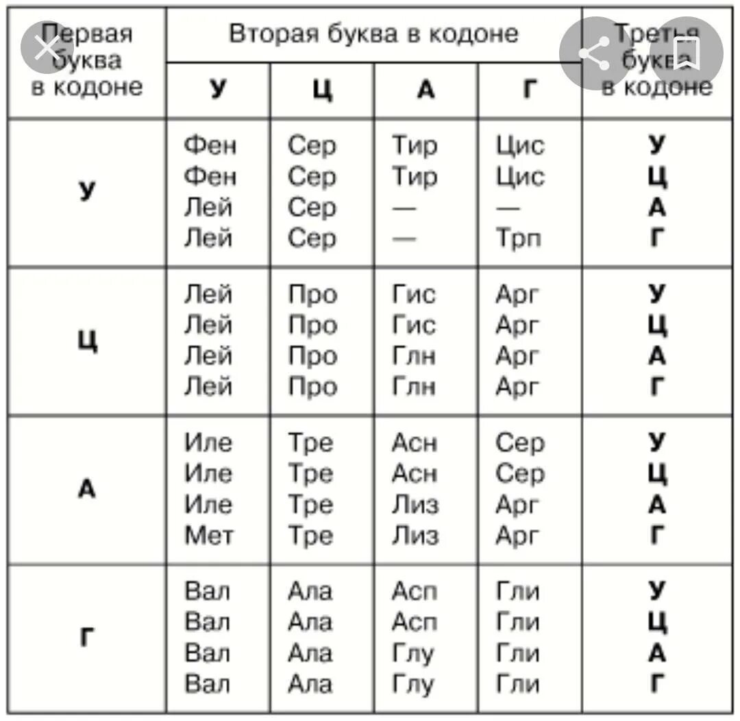 Определите последовательность закодированных аминокислот