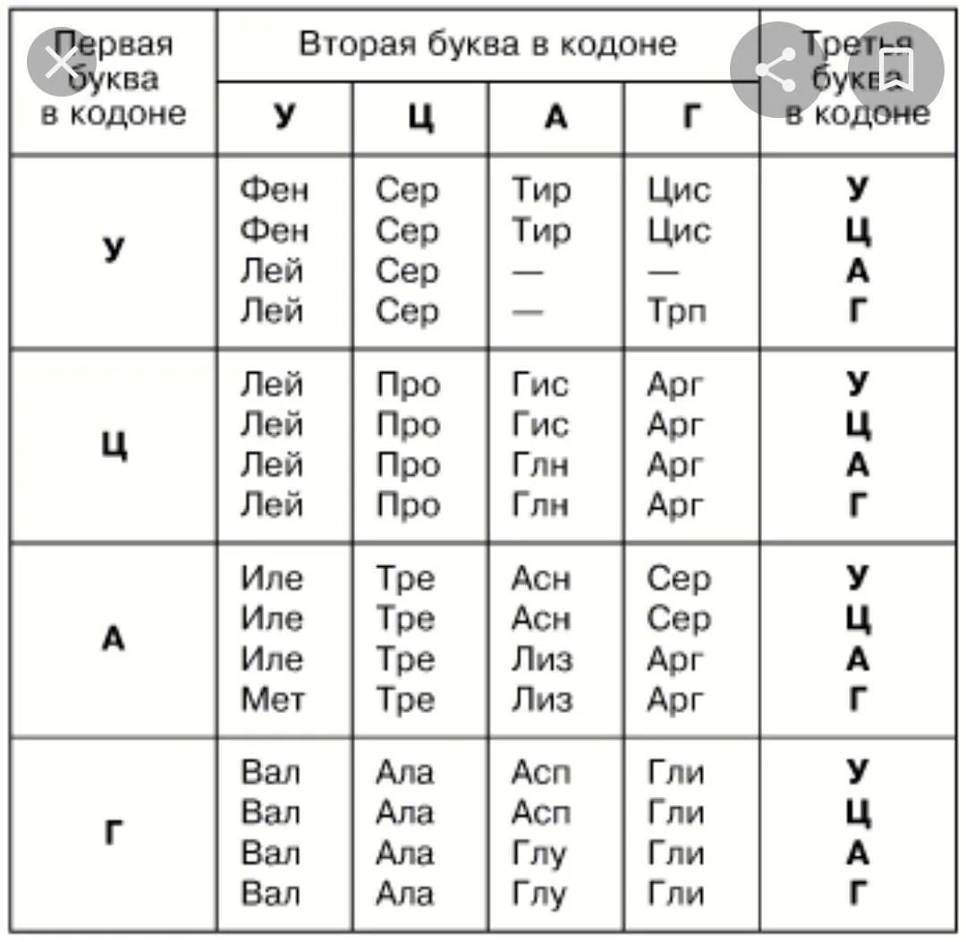 Генетический код ДНК И РНК таблица. ДНК кодоны 1 цепочка 2 цепочка таблица ИРНК. Таблица генетического кода и-РНК. Генетический код ИРНК таблица.