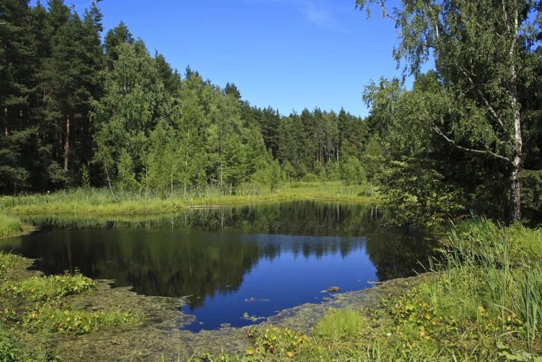Лесные озера отзывы. Лесное озеро москва. Лесные озера отзывы. Озеро в лесу. Лесные озера отзывы.