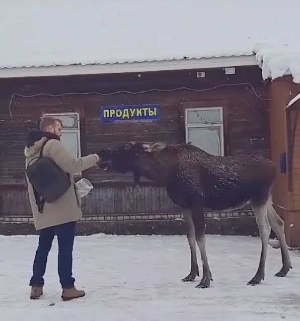 Подходим к лосю. Мурманский Лось.