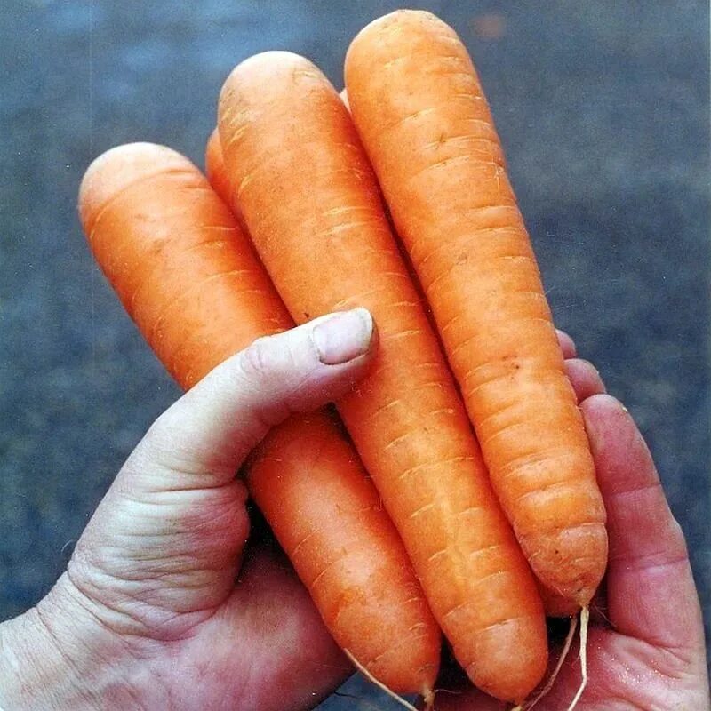 Морковь Найджел f1. Морковь Найджел семена. Морковь Ниланд f1. Семена морковь голландская. Купить семена моркови абака