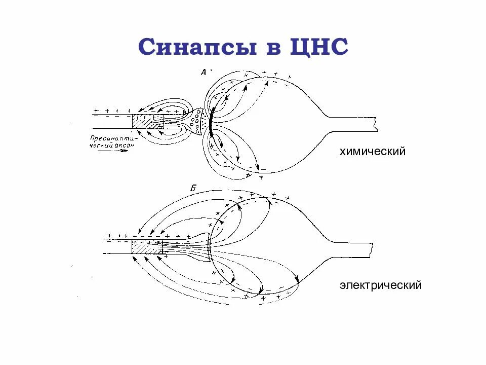 Роль синапсов в цнс. Синапсы цнс. классификация синапсов в цнс физиология. типы синапсов в нервной системе. строение синапса цнс.