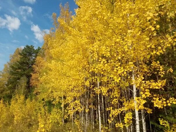 Желтеющую время. Часы на руке. Желтеющую время. Красивая природа эстетика желтая с розовым. Желтеющую время.