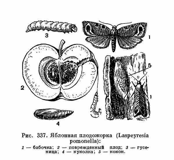 Яблонная плодожорка жизненный цикл. Яблонная плодожорка отряд. Яблонная плодожорка куколка. Фенология яблонной плодожорки.
