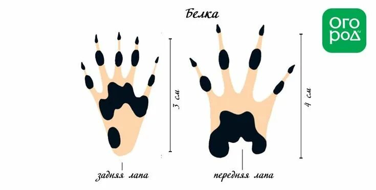 Что содержится в лапках