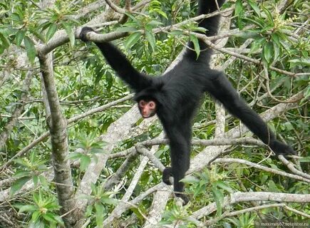 Monkey отзывы