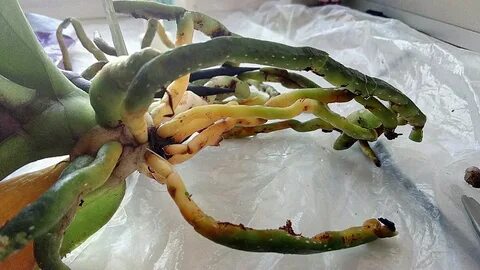 Корни орхидеи желтеют