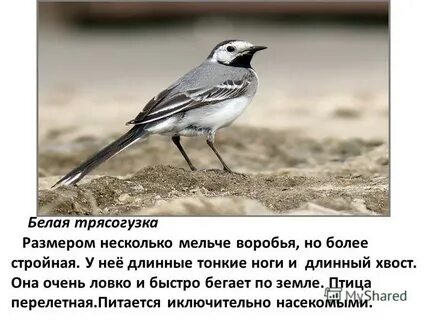 Трясогузка фото и описание